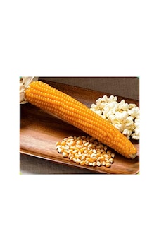Agrodal Tarım Patlak Mısır Popcorn Cin Mısır Tohumu 50 Adet Tohum Sku: Smgstke0518889a2 Açık Gri Agrodal Tarım Patlak Mısır Popcorn Cin Mısır Tohumu 50 Adet Tohum Sku: Smgstke0518889a2 Açık Gri