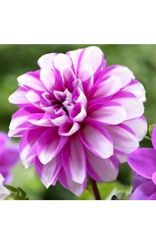İri Çiçekli Lauren Michele Dahlia Yıldız Çiçeği Yumrusu 1 Adet İri Çiçekli Lauren Michele Dahlia Yıldız Çiçeği Yumrusu 1 Adet