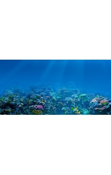 Kanki Pet KP1055209 Akvaryum Arka Fon Yapıştırma 105 CM Kanki Pet KP1055209 Akvaryum Arka Fon Yapıştırma 105 CM