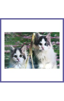 Bezos 3 Boyutlu Resim Sevimli Kediler İkili Kedi Resmi Tablosu 40x60 Cm Nıda Bezos 3 Boyutlu Resim Sevimli Kediler İkili Kedi Resmi Tablosu 40x60 Cm Nıda
