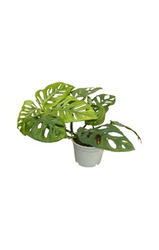 Monstera Monkey - 253174234