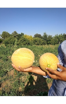 Ata Tohumu Yerli Kavun Tohumu Ananas 100 Adet Tohum Ata Tohumu Yerli Kavun Tohumu Ananas 100 Adet Tohum