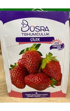 Büşra Çilek Tohumu Çilek Büşra Çilek Tohumu Çilek