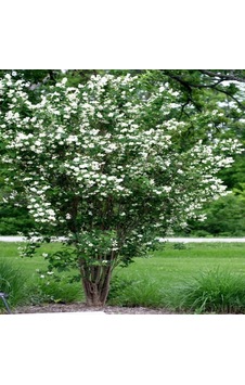Tüplü Philadelphus Filbahri Fidanı Tüplü Philadelphus Filbahri Fidanı