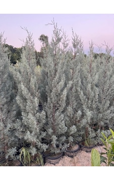 15 Lt Saksıda Aşılı Arizona, Mavi Servi Cupressus Arizonica Boy 180-200 Cm 15 Lt Saksıda Aşılı Arizona, Mavi Servi Cupressus Arizonica Boy 180-200 Cm