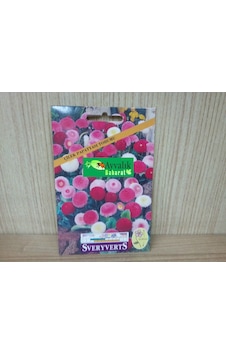 Çilek Papatya Çiçeği Tohumu Paket Çilek Papatya Çiçeği Tohumu Paket