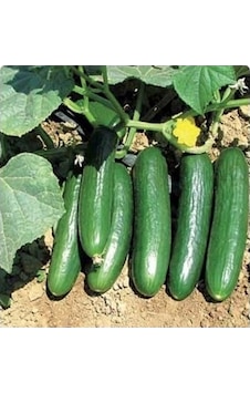 Yerli Sırık Salatalık Tohumu 10 GR Ort 300 Ad Tohum N11656 Yerli Sırık Salatalık Tohumu 10 GR Ort 300 Ad Tohum N11656