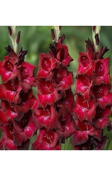 Bizet Gladiolus Glayör Çiçeği Soğanı 2 Adet Bizet Gladiolus Glayör Çiçeği Soğanı 2 Adet