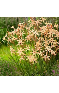 Mısır Zambağı Gelin Soğanı Çiçeği Paniculata Eos Ixia Çiçeği Soğanı 10 Adet Mısır Zambağı Gelin Soğanı Çiçeği Paniculata Eos Ixia Çiçeği Soğanı 10 Adet