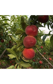 Early Big Şeftali Fidanı Aşılı 80-100 Cm Tüplü Early Big Şeftali Fidanı Aşılı 80-100 Cm Tüplü