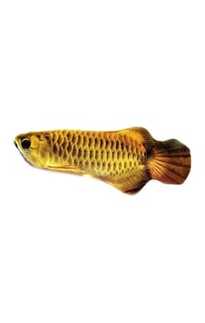 Peluş Arowana Balığı Kedi Oyuncağı 20 CM Peluş Arowana Balığı Kedi Oyuncağı 20 CM