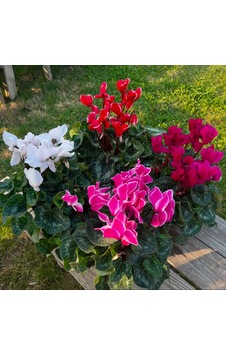 4 Adet Cyclamen Sıklamen Çiçeği Karışık Renk Sıklamen Seti