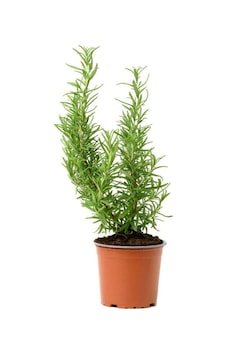 Aromatik Kokulu Mutfak Seti Reyhan+biberiye Fidanı+kekik Fidesi 3 Adet, Srd010na0814 Aromatik Kokulu Mutfak Seti Reyhan+biberiye Fidanı+kekik Fidesi 3 Adet, Srd010na0814