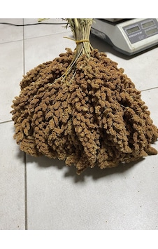 Mezbi Doğal Dal Darı Özel 1 KG Mezbi Doğal Dal Darı Özel 1 KG
