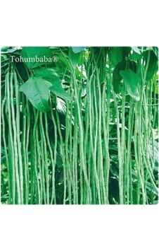 Tohumbaba Endeze Börülce Tohumu Pakette 20 Adet Tohum Tohumbaba Endeze Börülce Tohumu Pakette 20 Adet Tohum