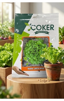 Çoker İri Kıvırcık Marul Tohumu 10 Gr Çoker İri Kıvırcık Marul Tohumu 10 Gr