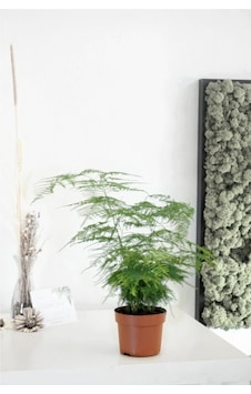 Kuşkonmaz Asparagus Setaceus Ev Bitkisi 30 Cm