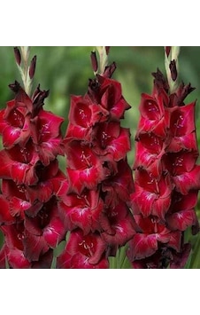 Gladiolus Bizet Glayör Çiçeği Soğanı 2 Adet Gladiolus Bizet Glayör Çiçeği Soğanı 2 Adet