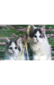 3 Boyutlu Resim Sevimli Kediler İkili Kedi Resmi Tablosu 40x60 Cm 1 3 Boyutlu Resim Sevimli Kediler İkili Kedi Resmi Tablosu 40x60 Cm 1