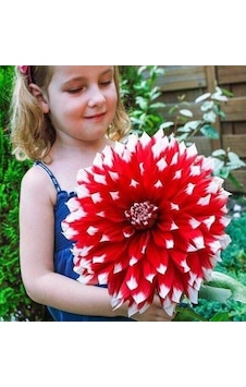 Red Empire İri Çiçekli Yıldız Dahlia Çiçeği Soğanı Yumrusu 1 Adet Red Empire İri Çiçekli Yıldız Dahlia Çiçeği Soğanı Yumrusu 1 Adet