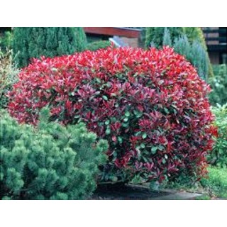 Bodur Alev Ağacı Fidanı Photinia Fraseri Little Red Robin Nana N11