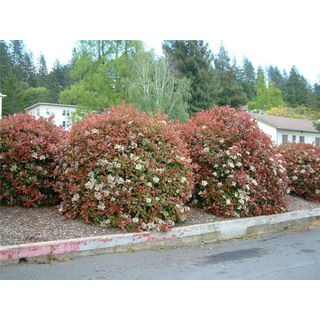 Bodur Alev Ağacı Fidanı Photinia Fraseri Little Red Robin Nana N11