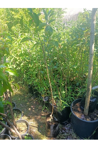 Yeşil Deniz Fidancılık Tüplü Fuji Elma Fidanı 100-150 Cm