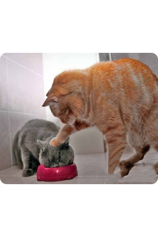 Reedark Kedi Desenli 180x220mm Oyun Mouse Padı - Kaymaz Altı, Yumuşak Dokuma, Bilgisayar/notebook Uyumlu Diğer