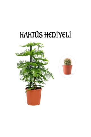 Parlak Yapraklı Salon Çamı Sevgililer Gününe Özel Kaktüs Hediyeli