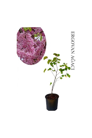 Pembe Renk Erguvan Ağacı 1 Adet Saksılı/tüplü 50-70 Cm Bahçe Ağacı