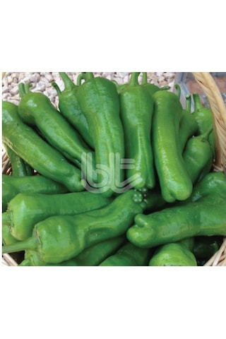 Biber Tohumu Trilob Üç Burun 25 GR Ort3000 Adet Tohum