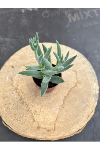 Crassula Mesembryanthemoides Succulent Tüylü Çiçek Açan Sukulent Saksı Hediyeli