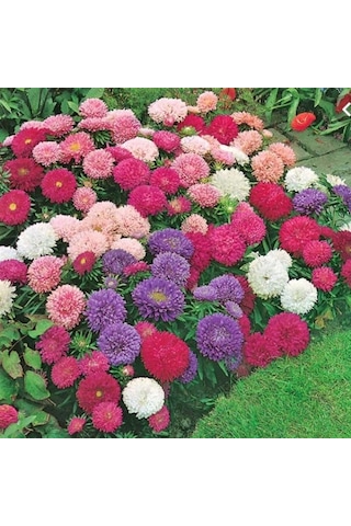 Dona Dayanıklı Pompon Yellow Aster Çiçeği Tohumu 50 Tohum