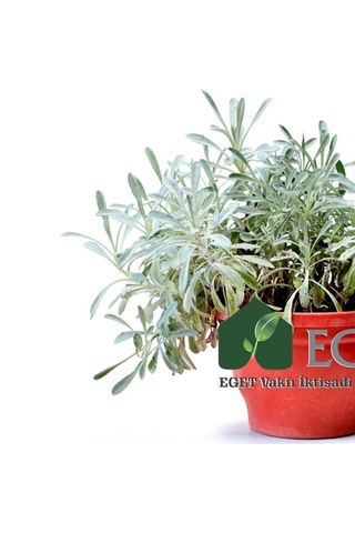 Eget Kül Gazanya Gazania Tomentosa