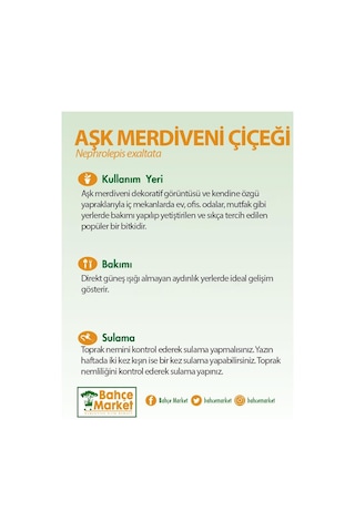 Aşk Merdiveni Çiçeği Yeşil