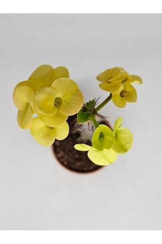 Euphorbia Milii Sarı Çiçek Açan Kaktüs 5,5cm Saksılı-9007685868674