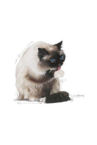 Royal Canin Hairball Care Kedi Maması 2 Kg