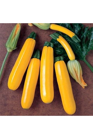 10+ Geleneksel Zucchini Sarı Kabak Tohumu