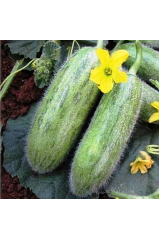 Geleneksel Tohumlar Ata Tohumu Turşuluk Sofralık Karadibek Acur Tohumu 20 Tohum