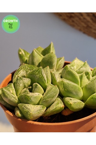 Haworthia Cymbiformis Sukulent 1 Adet