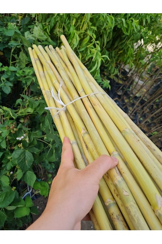 Bambu Fidan Bitki Destek Çubuğu 40 Adet 2 Metre Boy