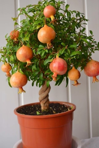 Bodur Süs Narı Fidanı 25 -30 Cm Saksılı Çiçekli Bodur Bitkiler Pomegranate
