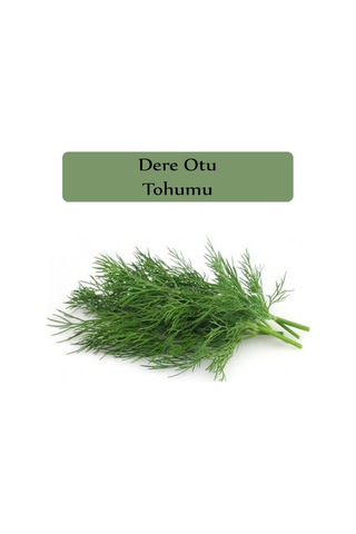 Dere Otu Tohumu 1 Paket Gönen Dere Otu Tohumu Kapalı Paket Yüksek Verimli Tohum Dereotu Tohumu