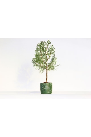 Bonsai Thuja Orientalis Yeşil Saksıda 3 Adet