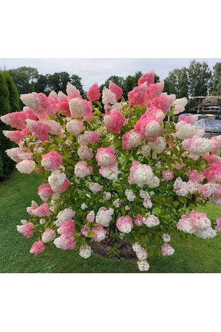 Güneşe Ve Soğuğa Dayanıklı Ortanca Panikulata Çiçeği Fidanı 1-2 Y