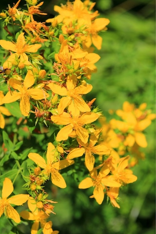 Kantaron Yağı - 2 X 20ml %100 Seyreltilmemiş, Doğal 20 ML