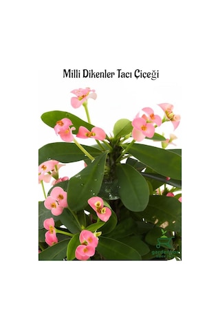 Pembe Dikenler Tacı Kaktüsü 1 Adet 15-25cm Euphorbia Milii