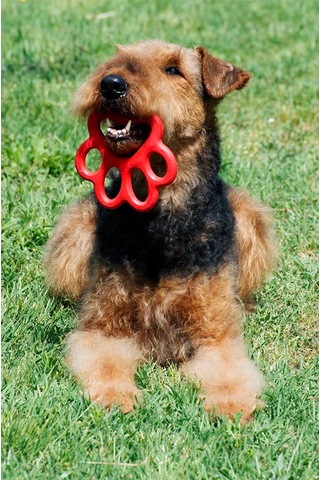 Orma Köpek Oyuncağı Sarı