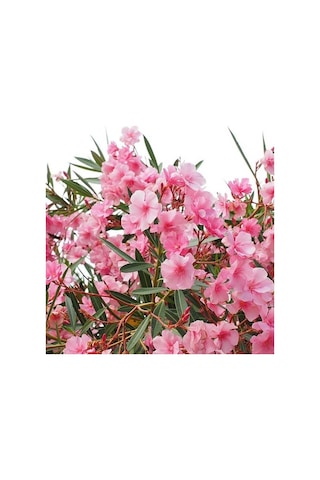 Tüplü Katmerli Pembe Çiçekli Zakkum Fidanı 150-200 Cm Çiçek Açma Durumunda