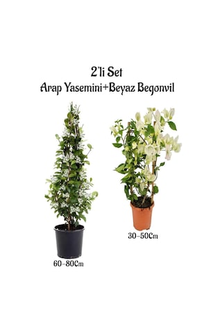 Yoğun Kokulu Arap Yasemini Fidanı+ Beyaz Begonvil Fidanı 2'li Peyzaj Seti